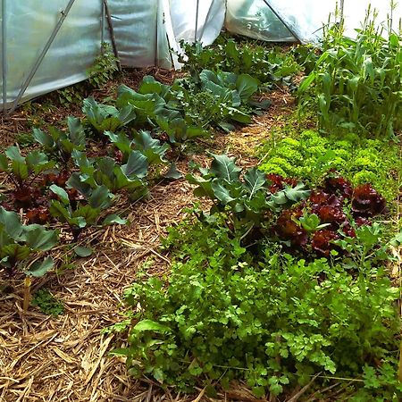 Arambha Ecovillage Farmstay Tabua  Dış mekan fotoğraf